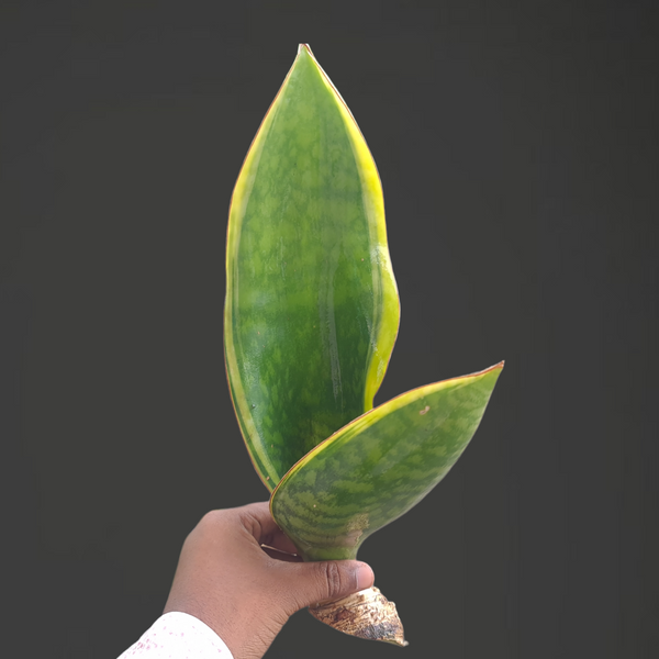 Sansevieria whale fin variegated