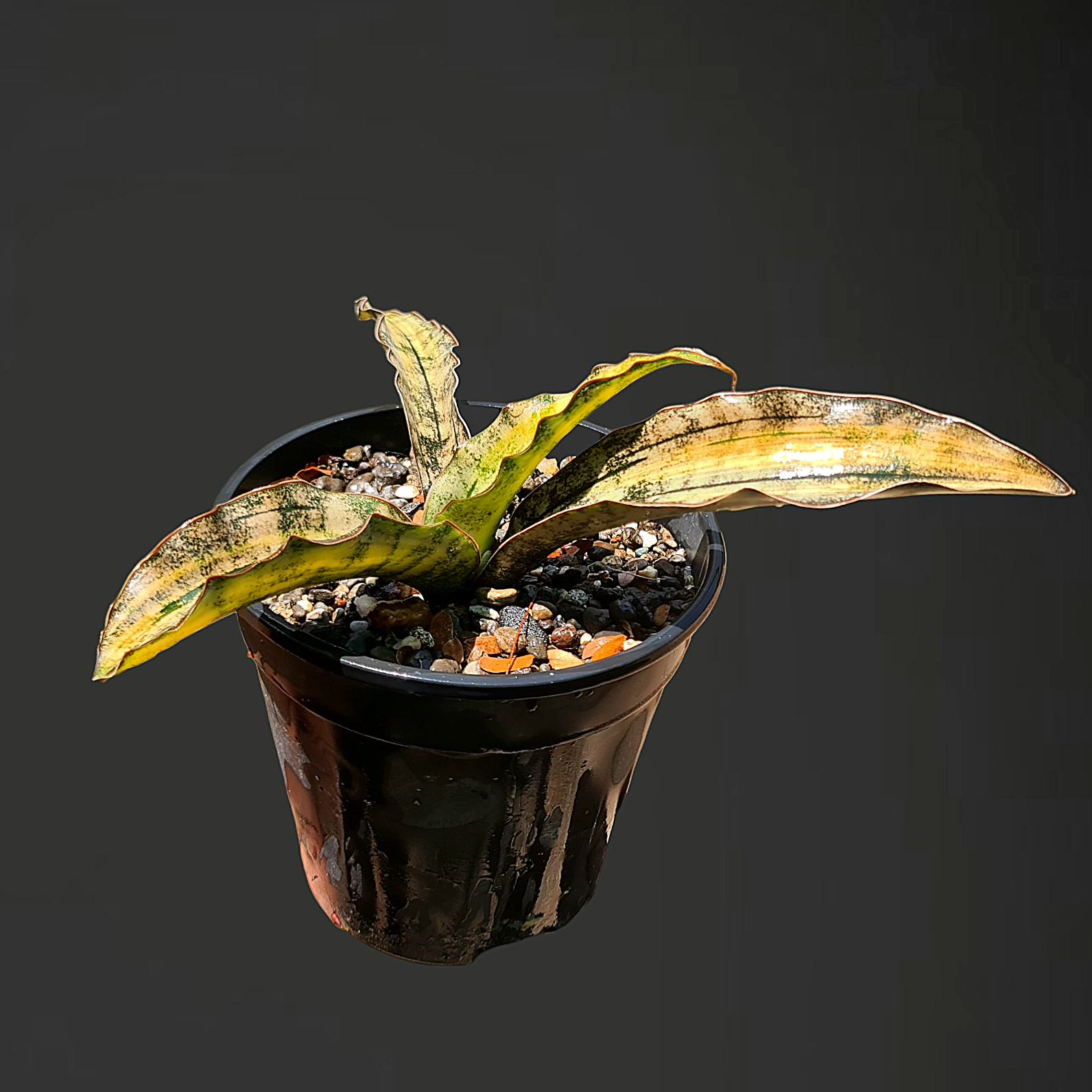 Sansevieria kirkii var pulchra coppertone variegated – Samarth
