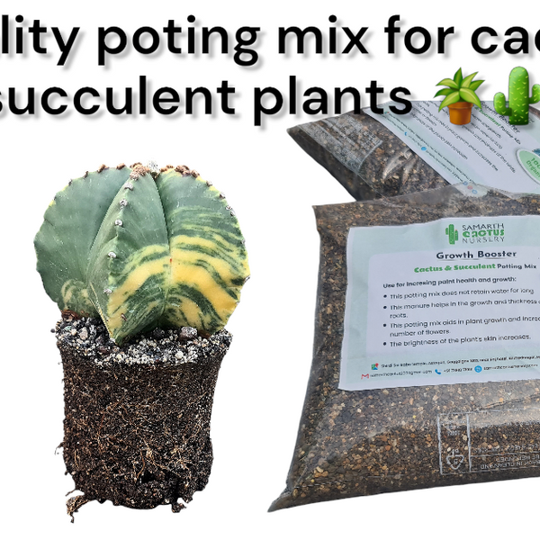 Cactus and succulent poting mix