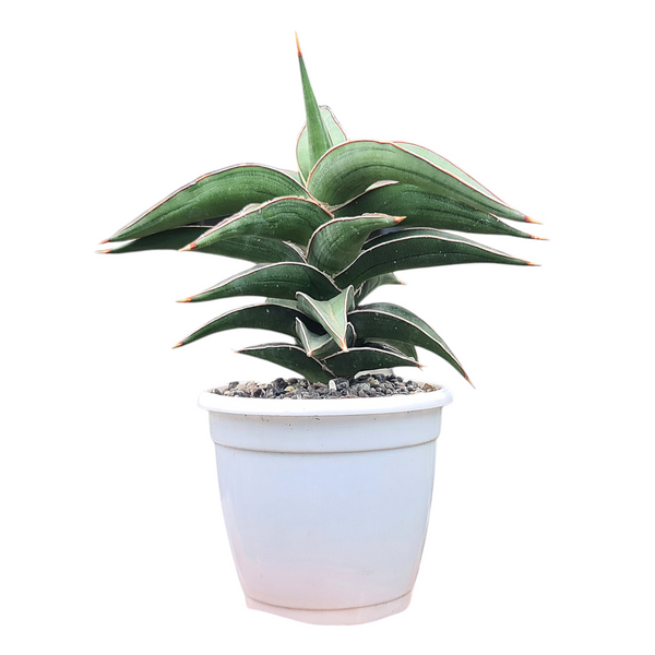 Sansevieria lavranos 23251