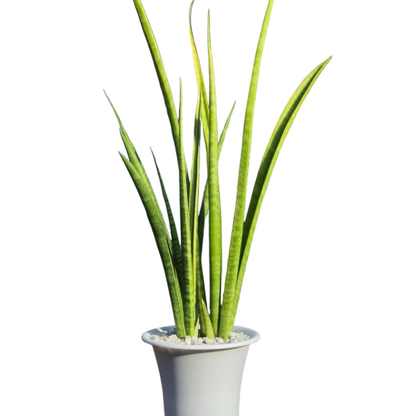 Sansevieria stella Oxygen plant