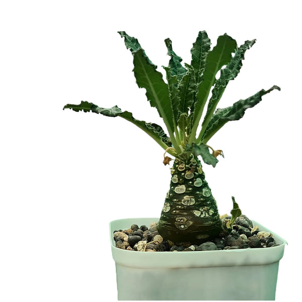 Dorstenia crispa