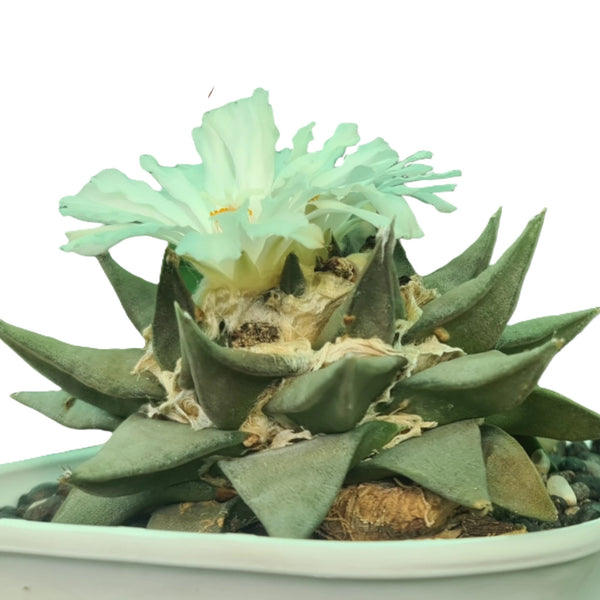 Ariocarpus retusus scheidw