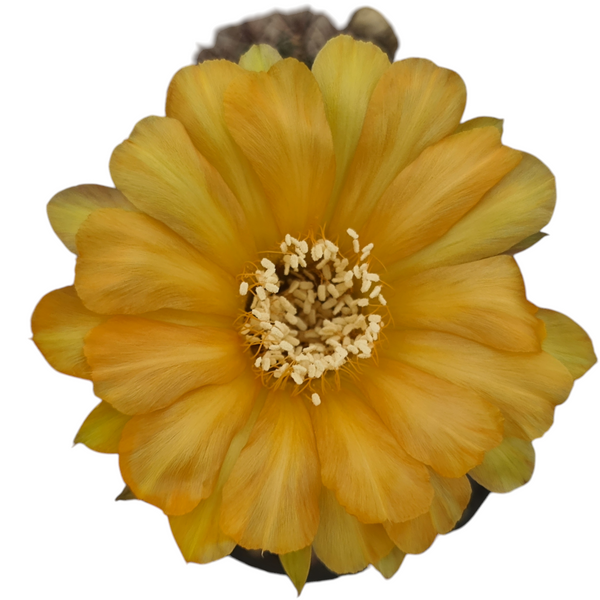 Echinopsis Arabesque E677