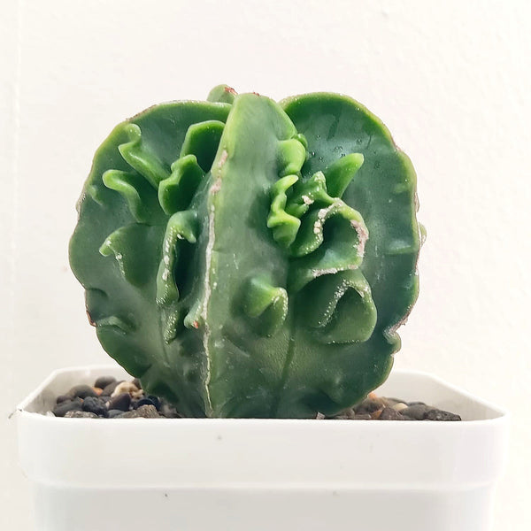 Astrophytum nudum fukuryu