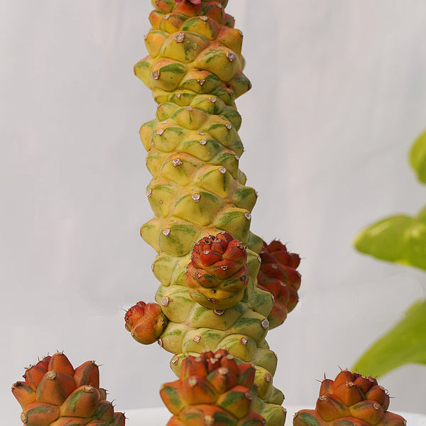 Euphorbia monadenium ritchiei variegated (gifting plants plant succulents ) 6_INCHS_RAUND_N_POT WITHOUT_POT_SHIPPING
