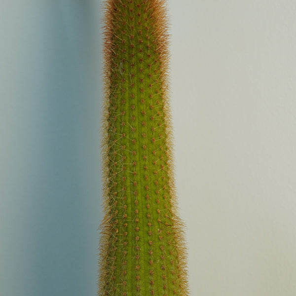 Cleistocactus baumannii ssp var 6_INCHS_RAUND_N_POT WHITHOUT_POT_SHIPPING