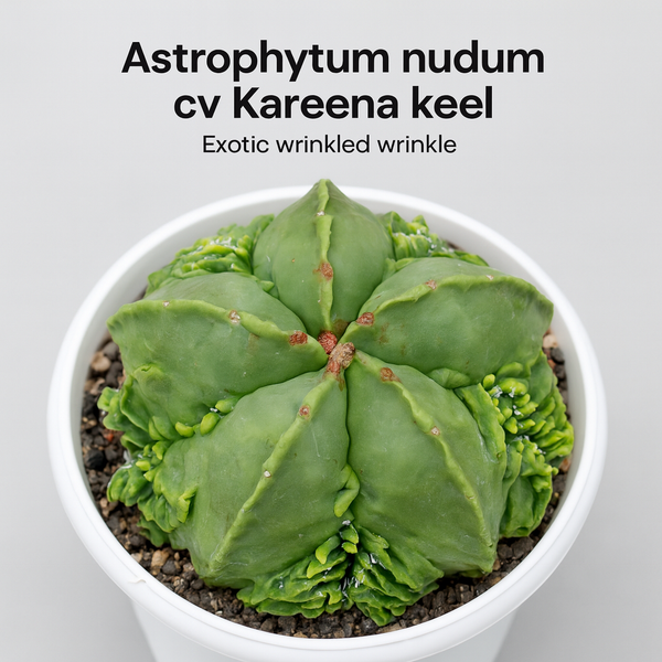Astrophytum nudum cv Kareena keel