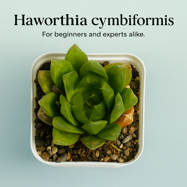 Haworthia cymbiformis