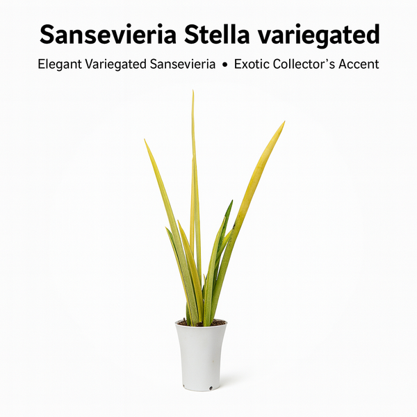 Sansaveria Stella verigated M1