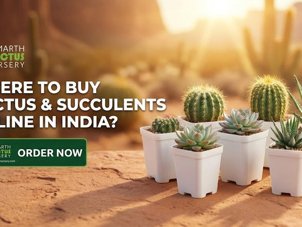 🌵 Buy Cactus & Succulents Online in India — Complete Guide for 2026