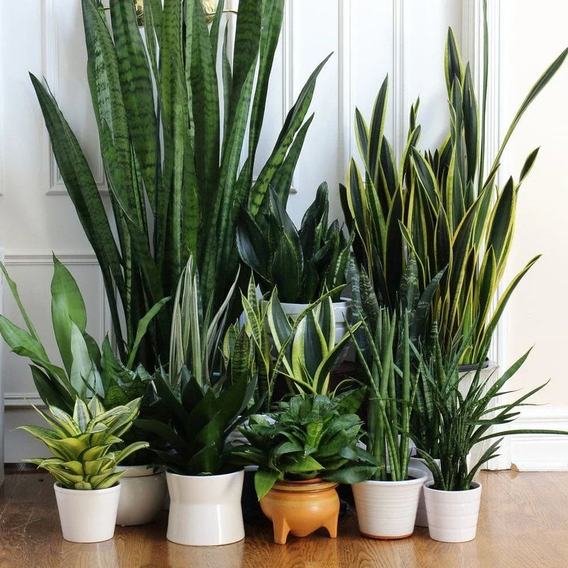Sansevieria varieties