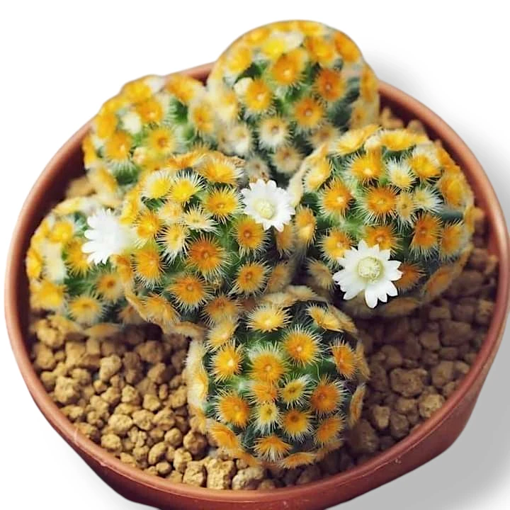 Mammillaria varieties