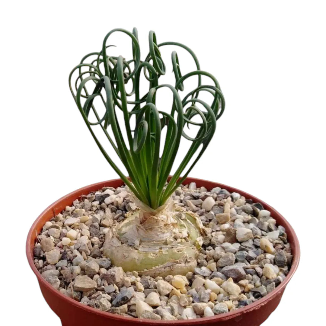 Albuca varieties