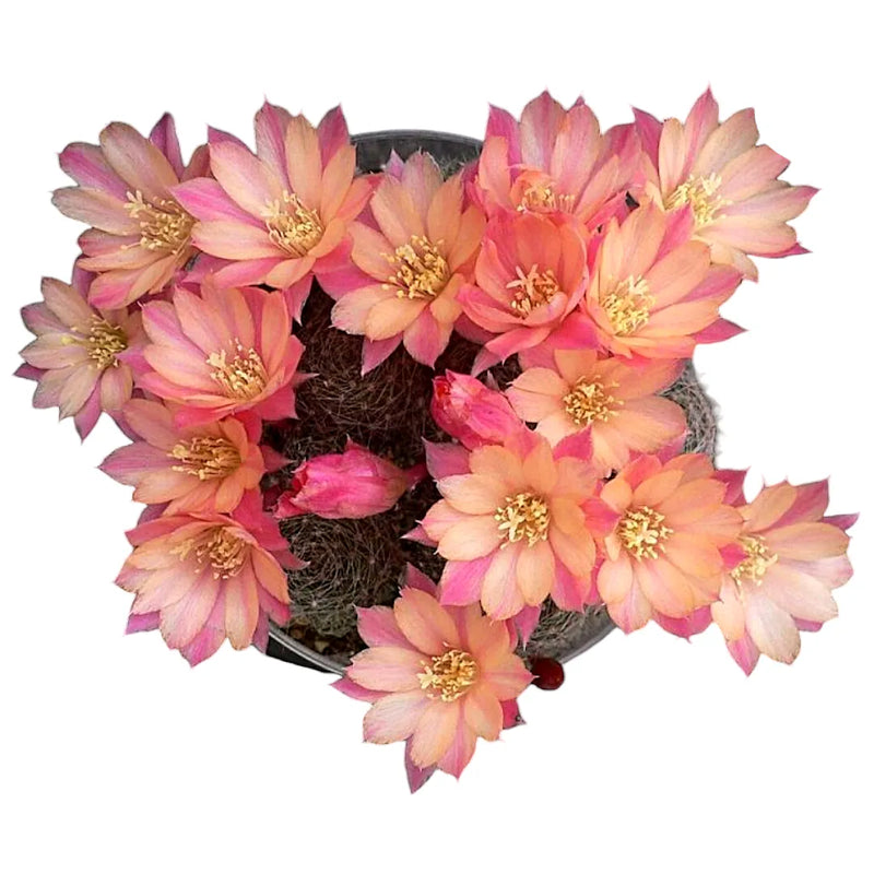 Sulcorebutia varieties
