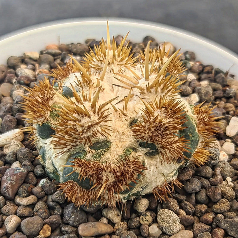 Coryopantha varieties