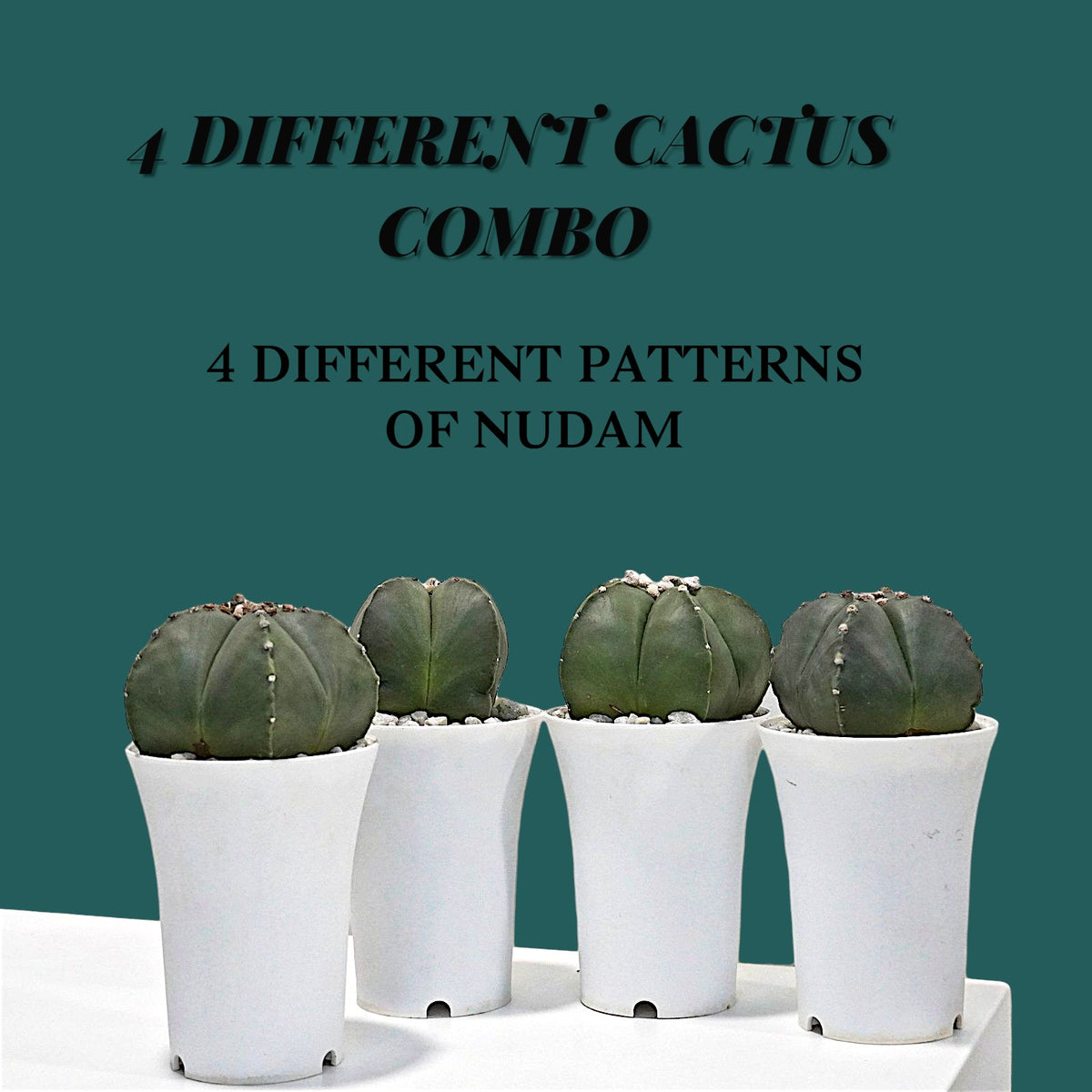 Combo Offers
