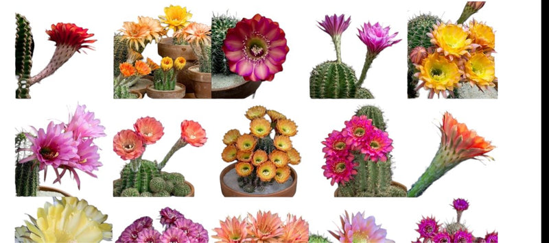 flowering cactus