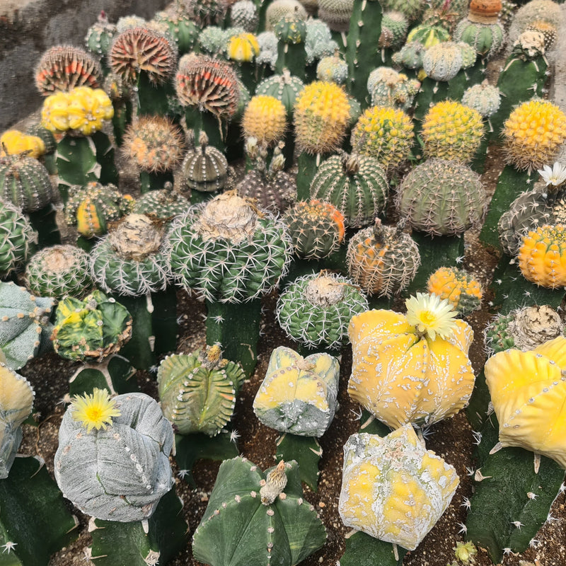 Grafted cactus varieties