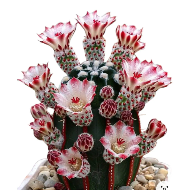Neoporteria varieties
