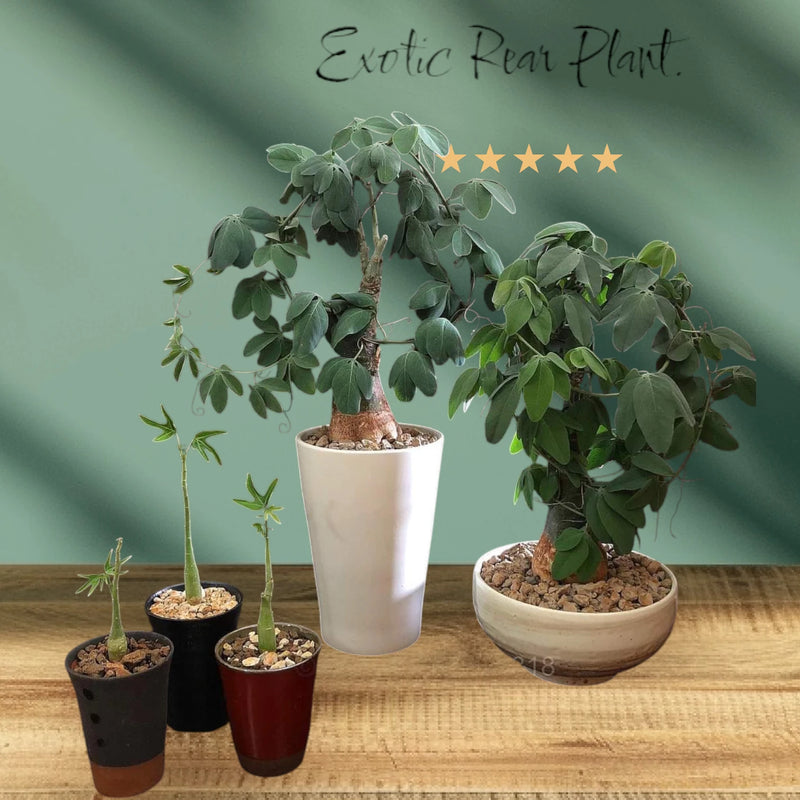 Codexifom plants