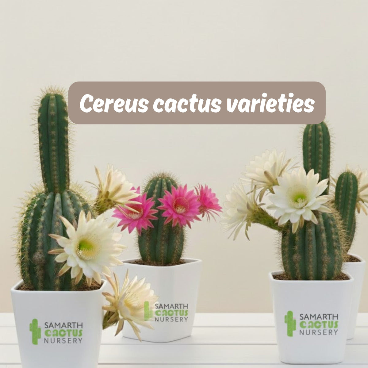 Cereus cactus varieties