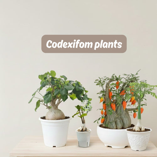 Codexifom plants