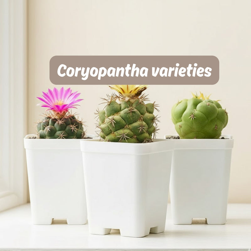 Coryopantha varieties