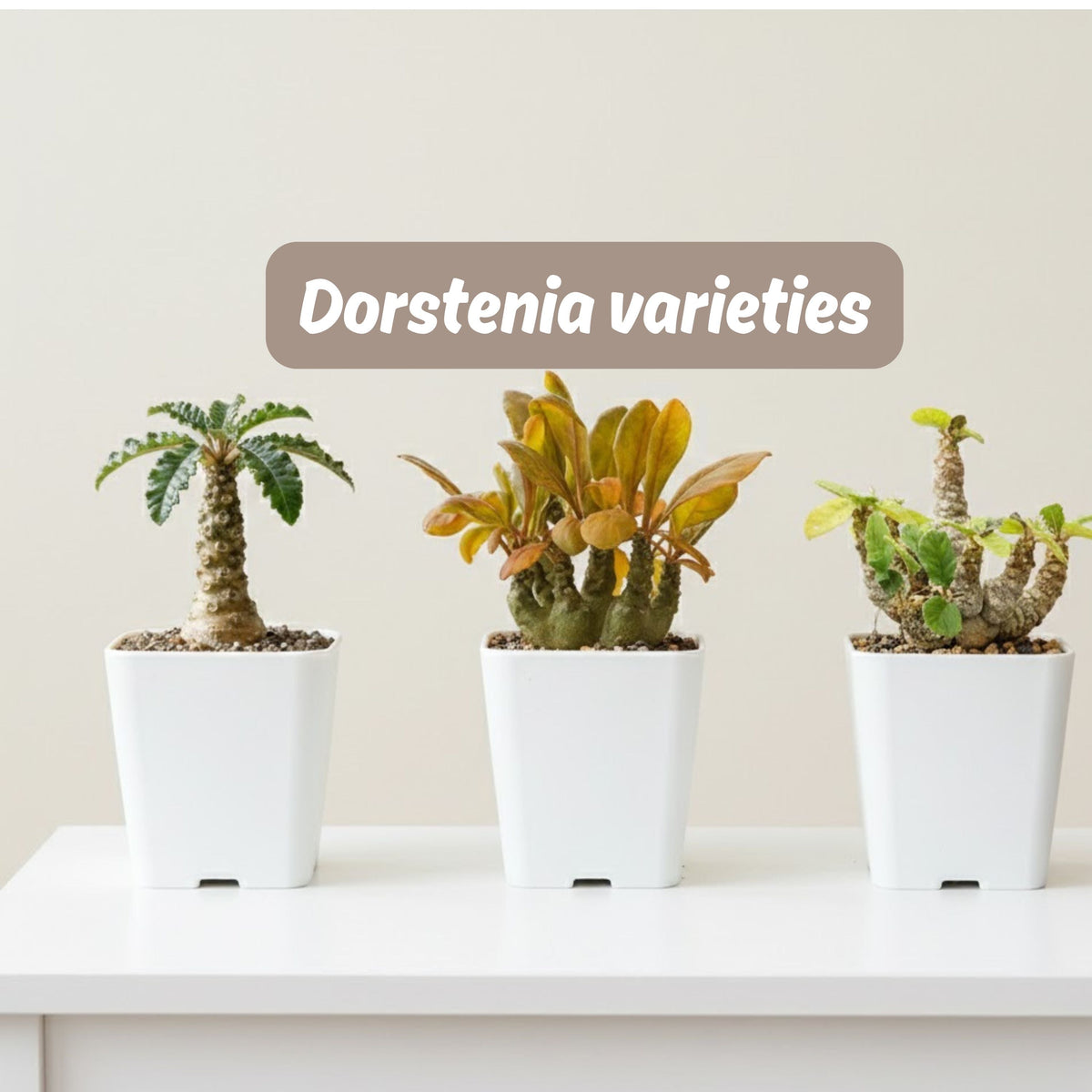 Dorstenia varieties