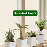 Different Varieties of Succulents