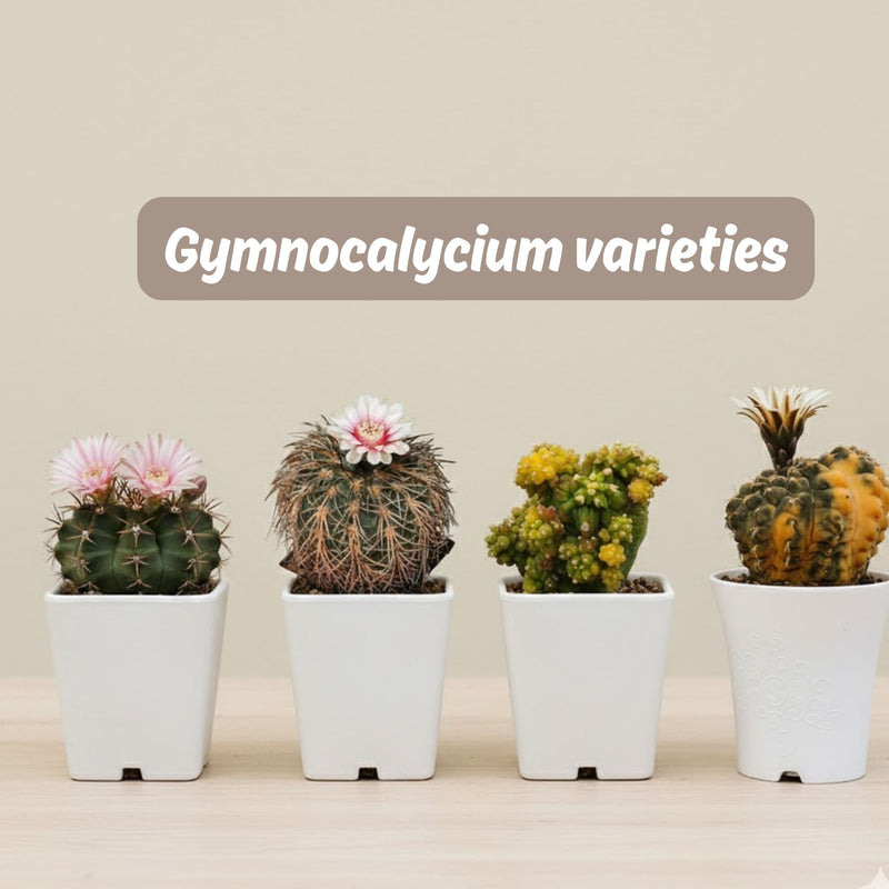 Gymnocalycium varieties