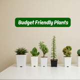 Budget Friendly Plants