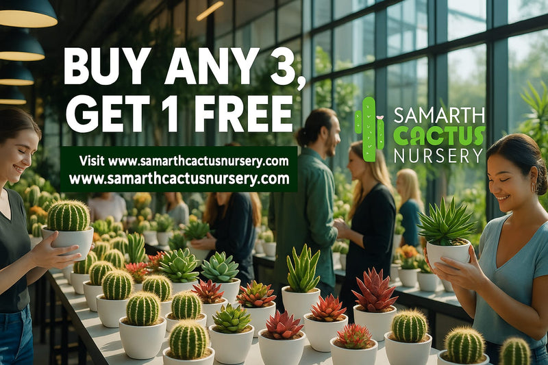 Offer- buy 3  get 1 free
