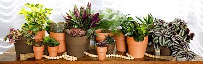 Different varieties of Succulents