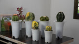 Different Varieties of Cactus