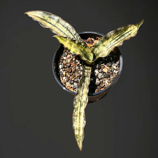 Sansevieria kirkii var pulchra coppertone variegated