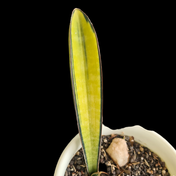 Sansevieria hallii back bat variegated