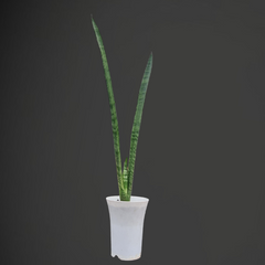 Sansevieria florida h13