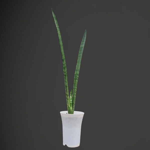 Sansevieria florida h13