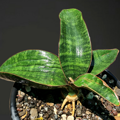 Sansevieria humiflora hawaiian star