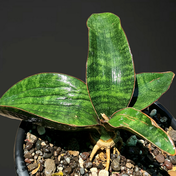 Sansevieria humiflora hawaiian star