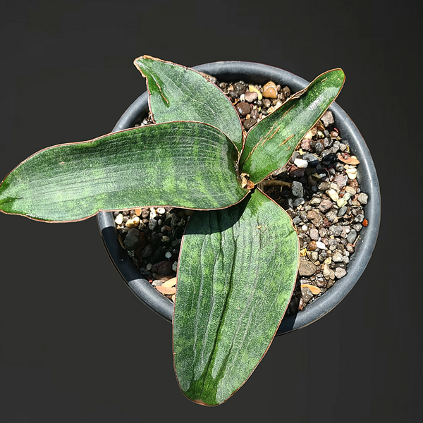 Sansevieria humiflora hawaiian star