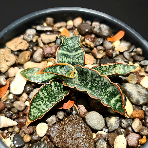 Sansevieria Leopard Bat CG092.3