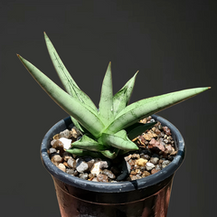 Sansevieria silver crow