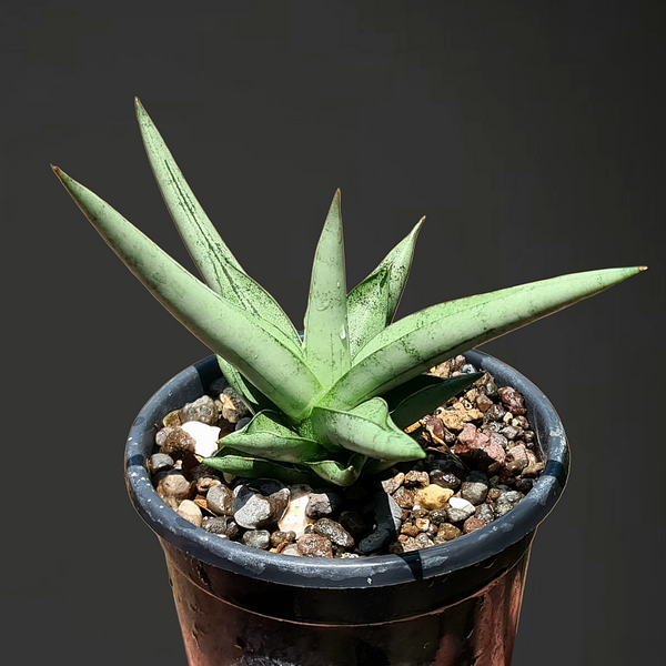 Sansevieria silver crow