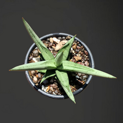 sansevieria silver crown 7_INCHS_POT_DIAMIATRA WITHOUT_POT