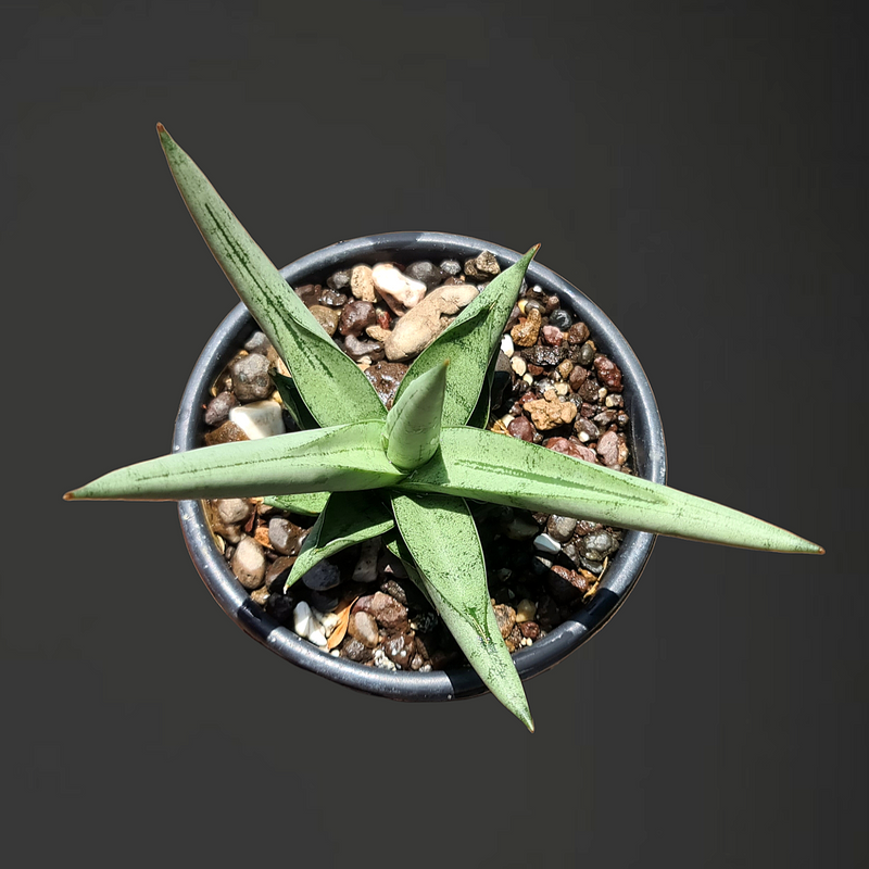 sansevieria silver crown 7_INCHS_POT_DIAMIATRA WITHOUT_POT