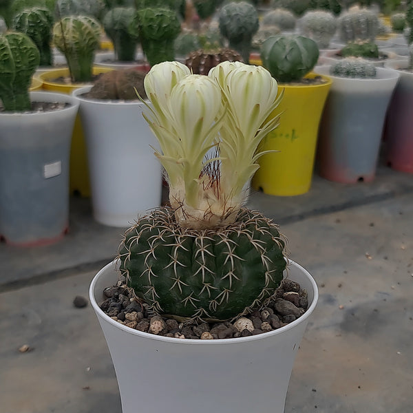 Discocactus woutersianus subs. Horstti