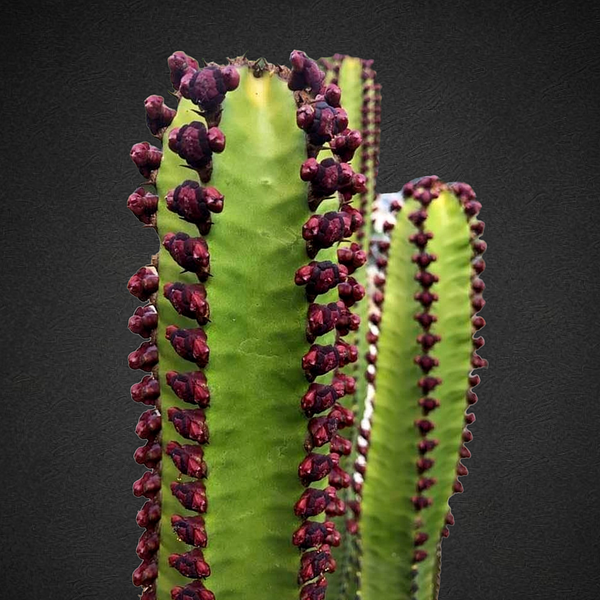 Euphorbia canarinsis