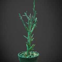 Adenia globosa